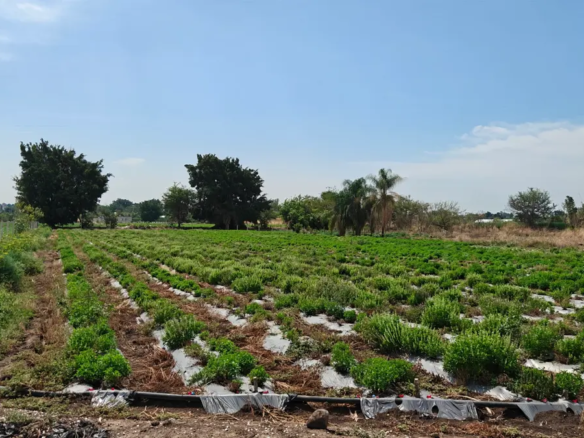 Terreno en Venta en Campo el Partidor, Yautepec, Morelos