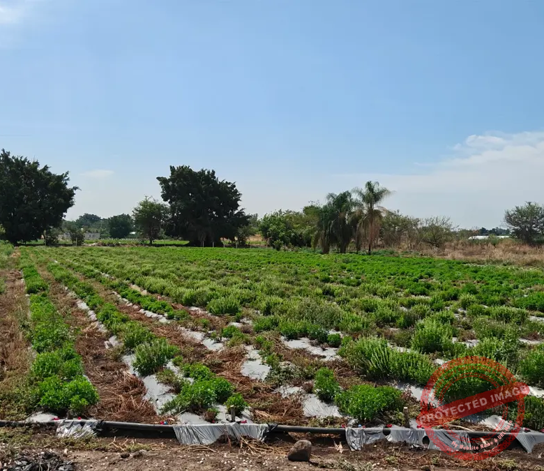 Terreno en Venta en Campo el Partidor, Yautepec, Morelos